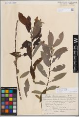 Foto von Salix discolor Muhl.